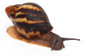 Archachatina marginata egregia Cameroon typ 2e subadult, 5cm